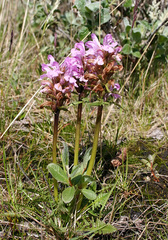 Pedicularis sudetica interioroides