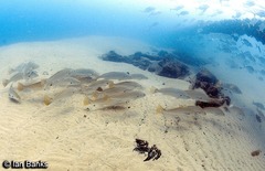 Argyrosomus japonicus