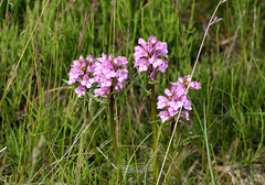 Pedicularis sudetica interioroides