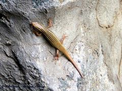 Heremites auratus