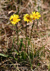 Tephroseris integrifolia atropurpurea