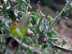 Lotononis sericophylla