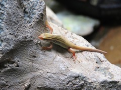 Heremites auratus