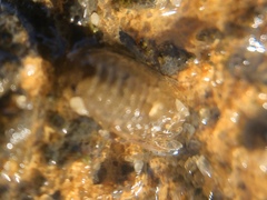Sphaeroma papillae