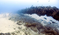 Argyrosomus japonicus