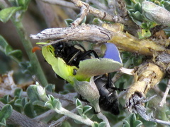 Lotononis sericophylla