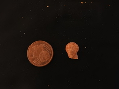 Talochlamys multistriata