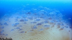 Caranx ignobilis
