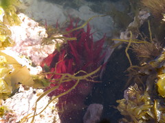 Cribrinopsis albopunctata