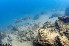 Lutjanus argentimaculatus