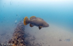 Epinephelus lanceolatus