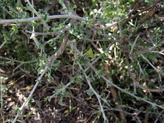 Lotononis sericophylla