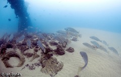Argyrosomus japonicus