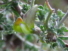 Lotononis sericophylla