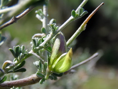 Lotononis sericophylla