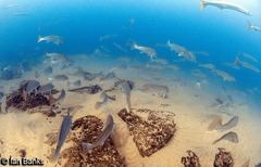 Argyrosomus japonicus