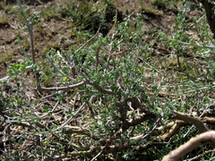 Lotononis sericophylla