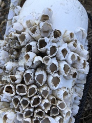 Amphibalanus eburneus