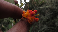 Berberis goudotii