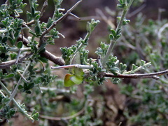 Lotononis sericophylla