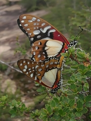 Graphium angolanus