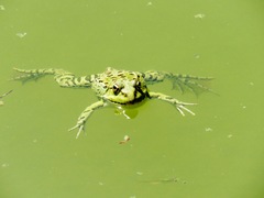 Pelophylax ridibundus