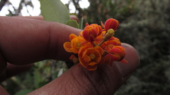 Berberis goudotii