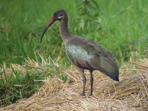 Hadada Ibis