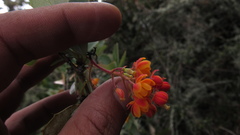 Berberis goudotii