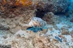 Chromileptes altivelis