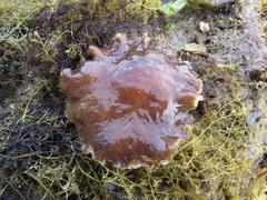 Kaburakia excelsa