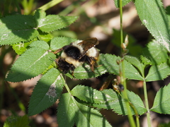 Bombus sichelii