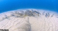 Argyrosomus japonicus