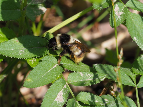 Sichel's Bumble Bee