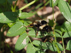 Bombus sichelii