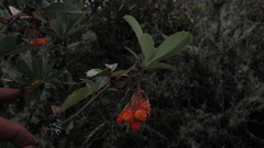 Berberis goudotii