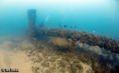 Epinephelus lanceolatus