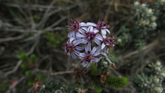 Linochilus phylicoides