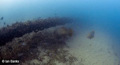 Epinephelus lanceolatus
