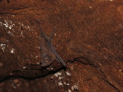 Peropteryx trinitatis