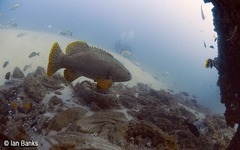 Epinephelus lanceolatus