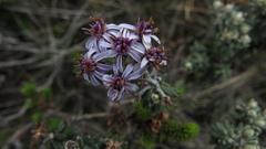 Linochilus phylicoides