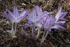 Colchicum macrophyllum