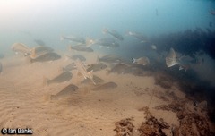 Argyrosomus japonicus