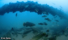 Epinephelus lanceolatus