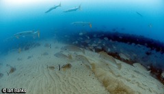 Argyrosomus japonicus