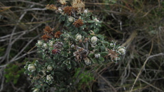 Linochilus phylicoides