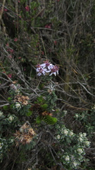 Linochilus phylicoides