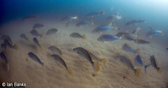 Argyrosomus japonicus