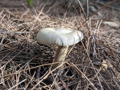 Agaricales